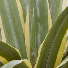 Agave Succ. artificiale in vaso