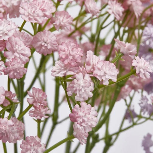 Gypsophila artificiale colorata