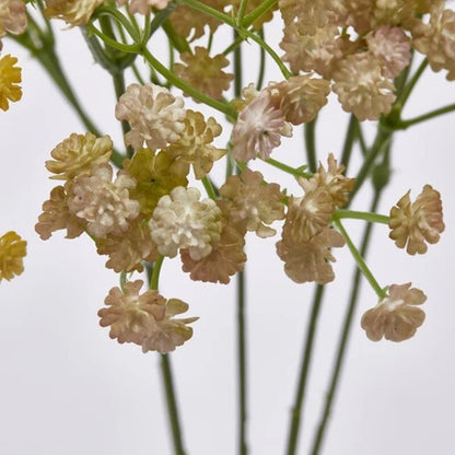 Gypsophila artificiale colorata