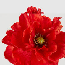 Papavero artificiale