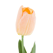 Tulipano artificiale Pesca